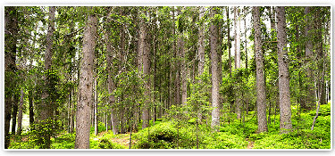 Bois massif sauna alto prestige Bois massif sauna alto prestige