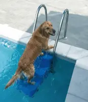 Escalier de sécurité animaux