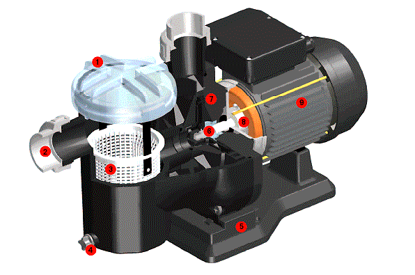 Eclate sena.gif Eclate sena.gif