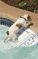 Sauvetage chien scamper ram Sauvetage chien scamper ram