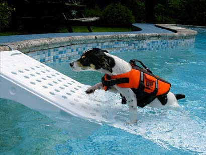 Rampe de sauvetage noyade pour petit et moyen chien skamper ramp