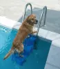 Escalier de sécurité pour la sortie d’animaux
